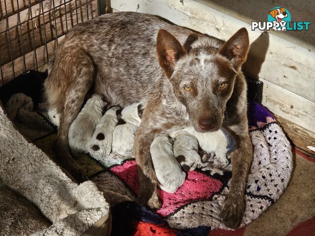 Cattle Dog pups