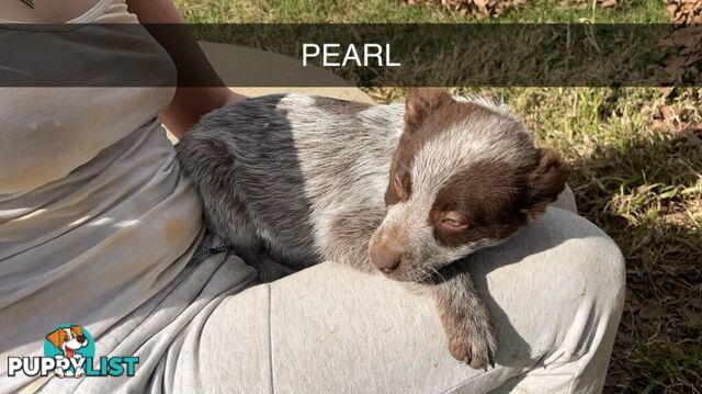 Cattle Dog pups