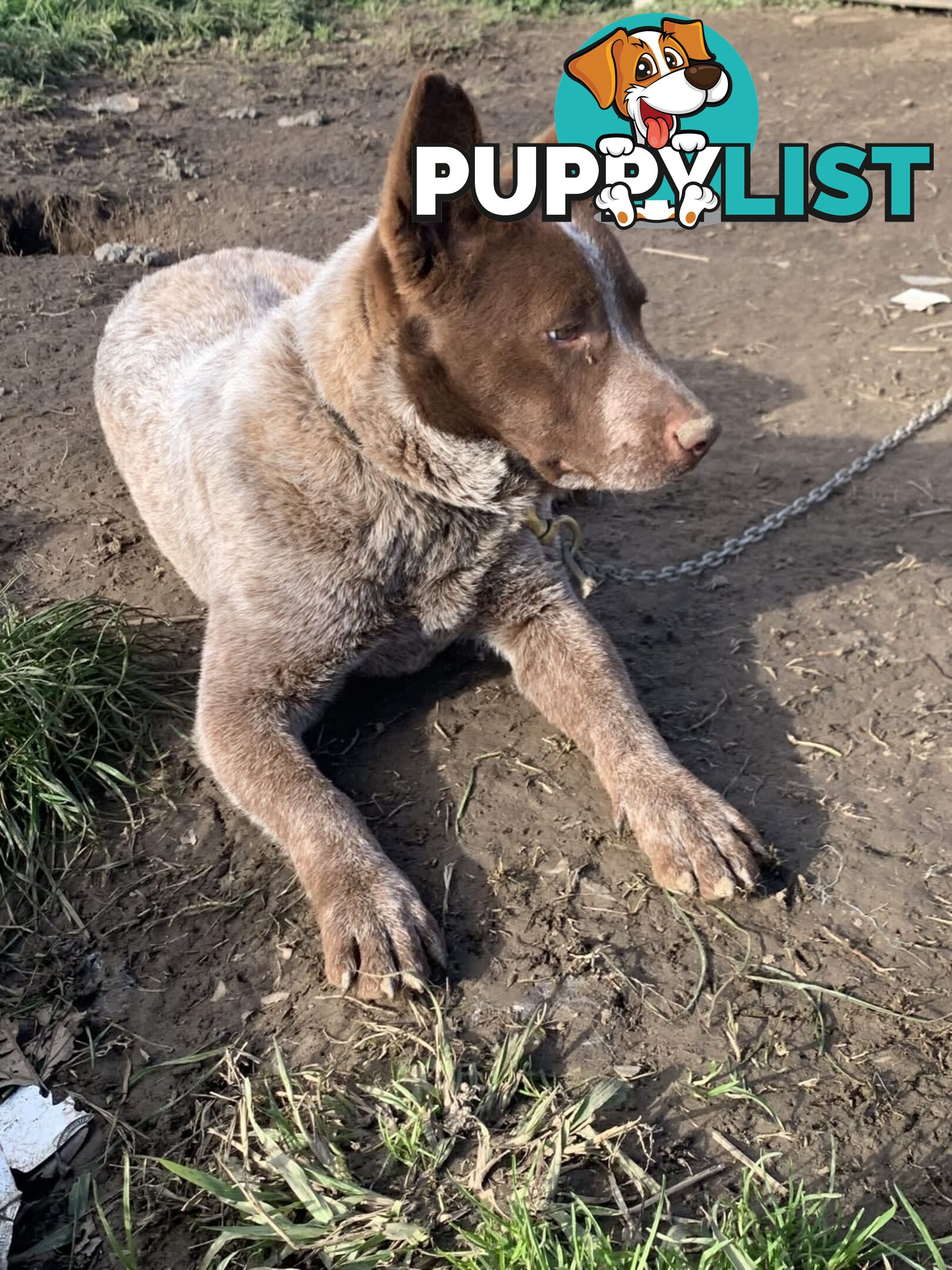 Cattle Dog pups