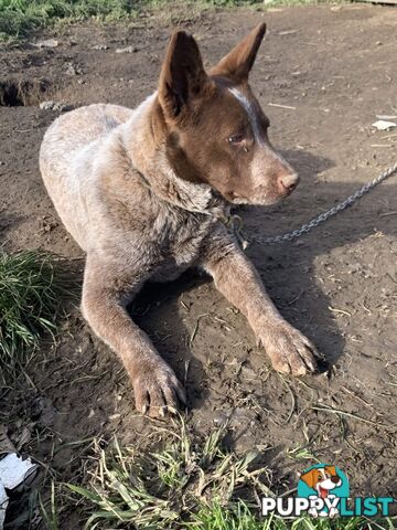 Cattle Dog pups