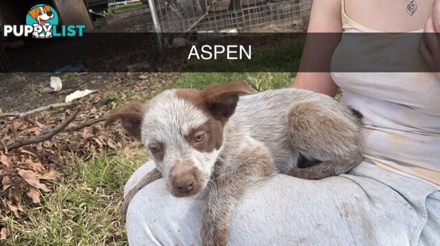 Cattle Dog pups