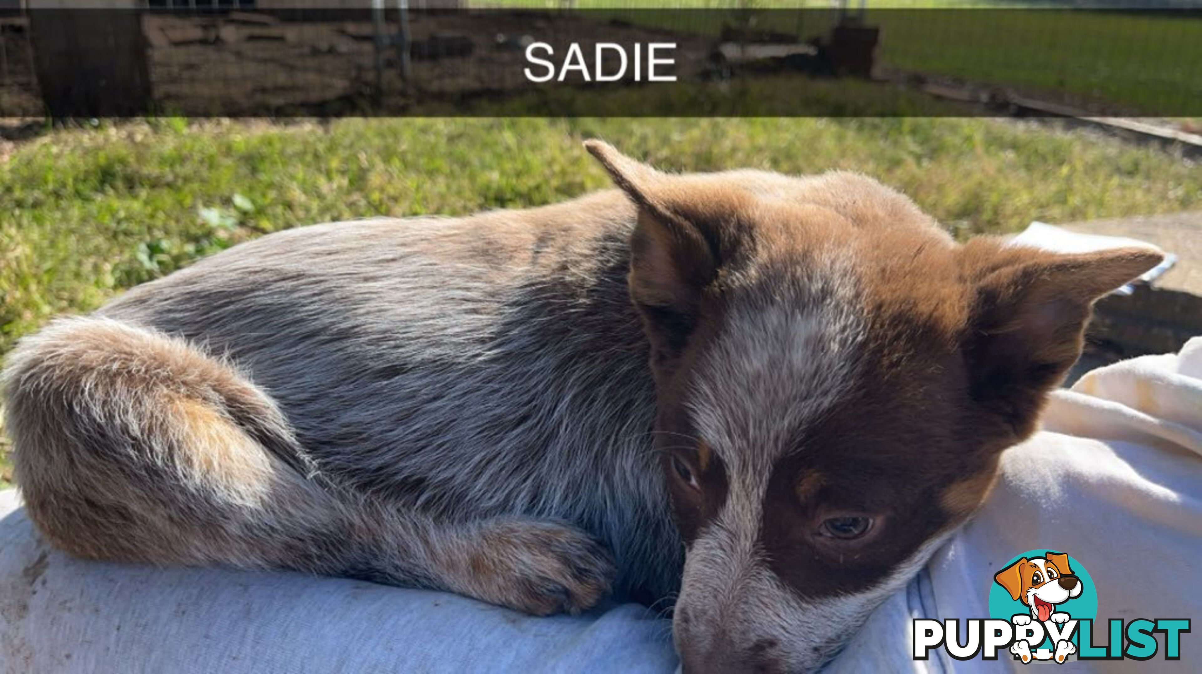 Cattle Dog pups