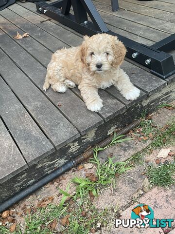 Beaglier cross toy poodle puppies