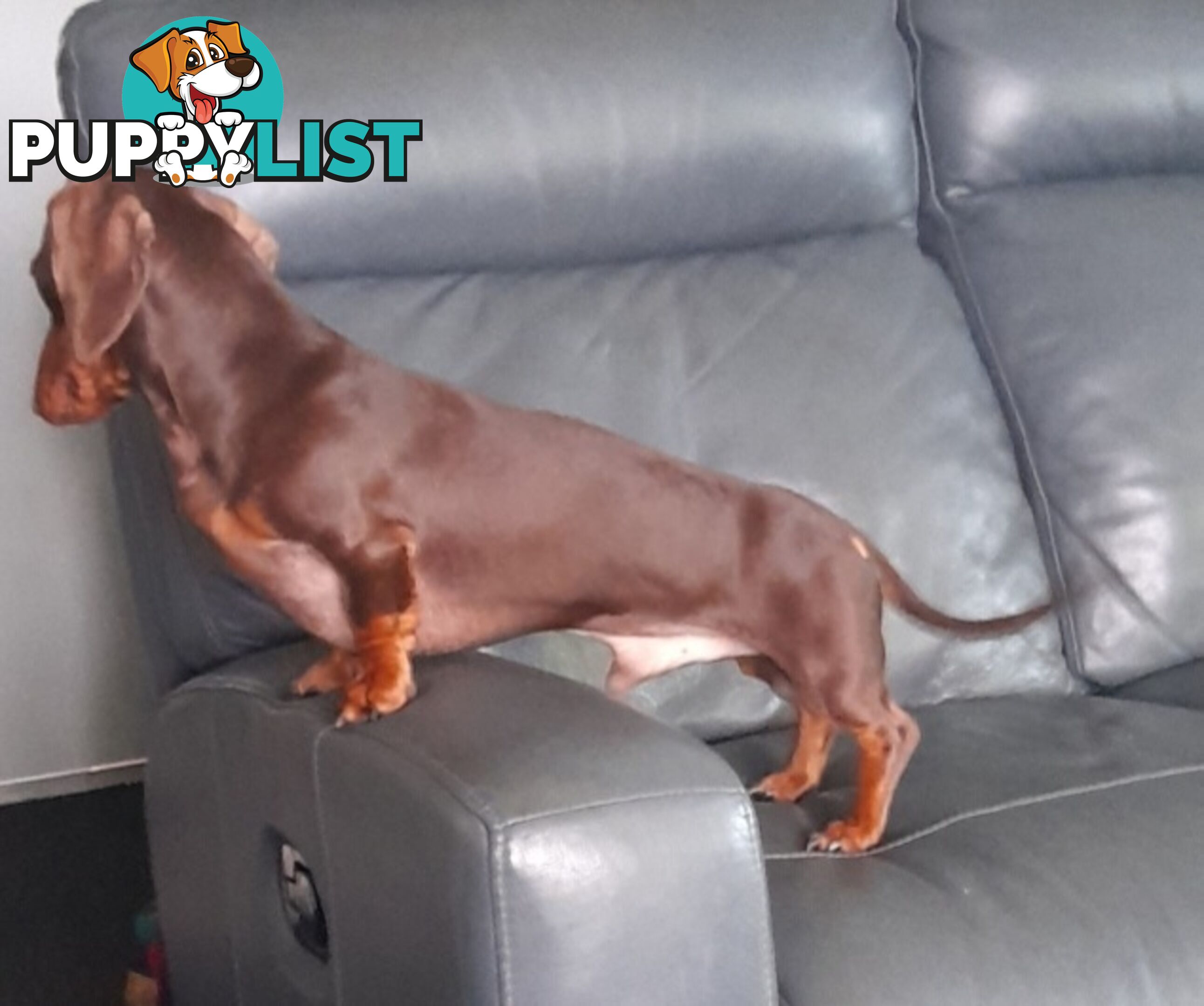 Dachshund 20mths, choc/Tan Male.