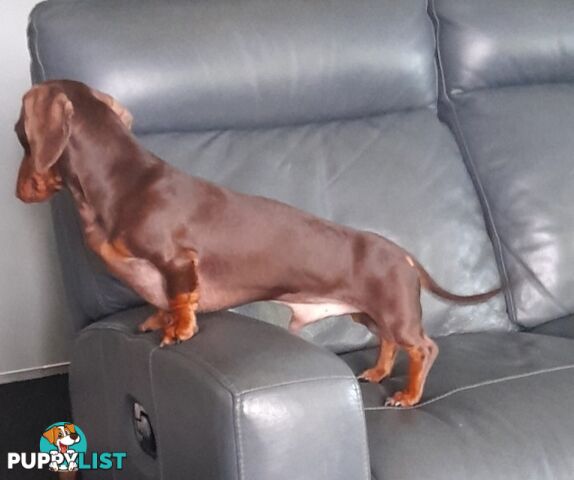 Dachshund 20mths, choc/Tan Male.