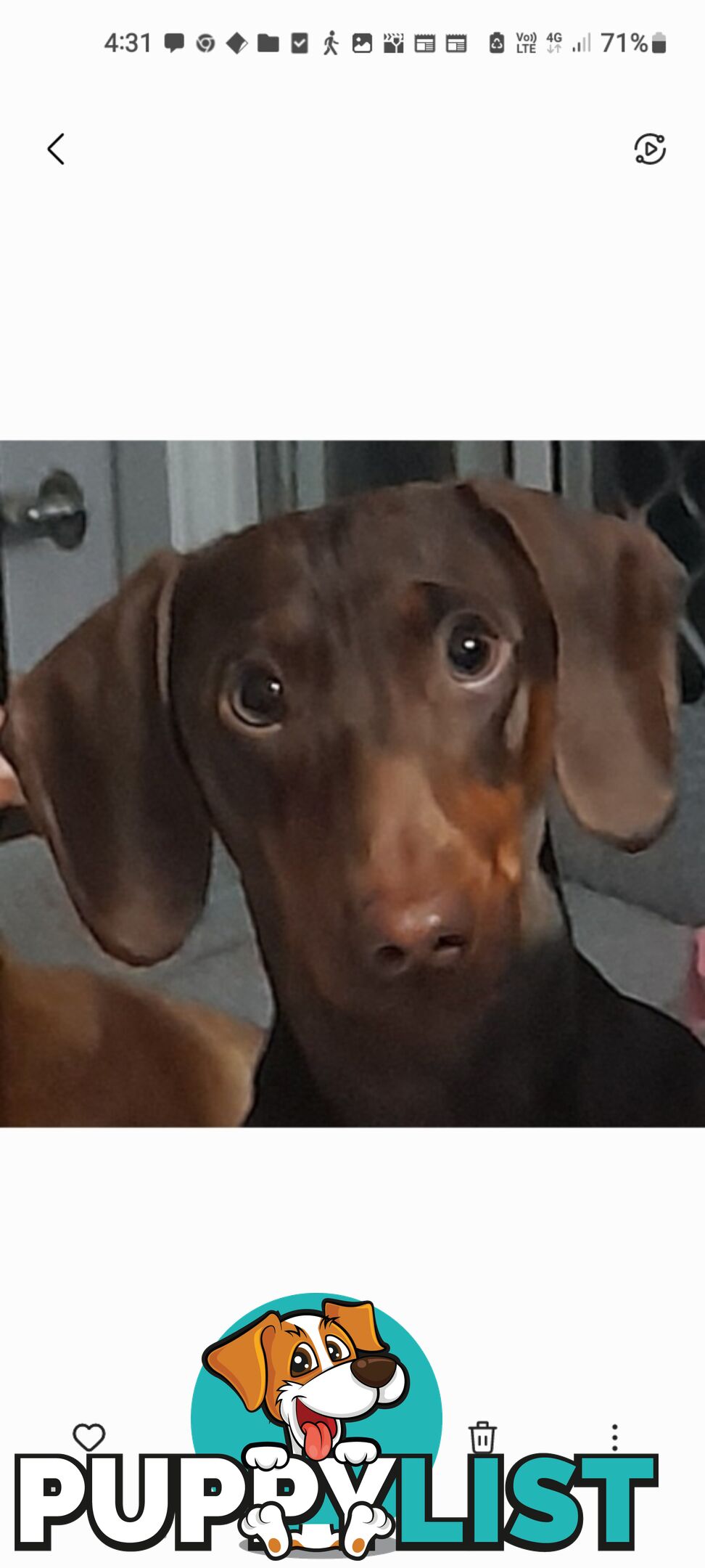 Dachshund 20mths, choc/Tan Male.