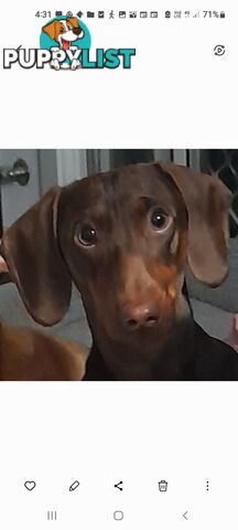 Dachshund 20mths, choc/Tan Male.