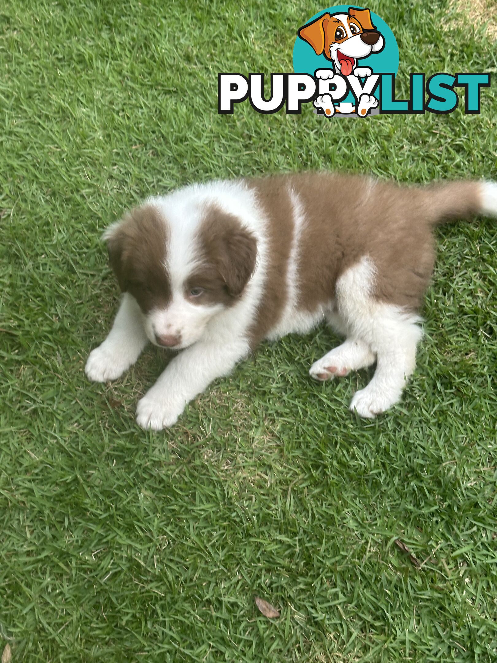 Beautiful Purebred Border Collie Puppies