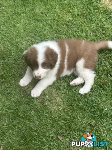 Beautiful Purebred Border Collie Puppies