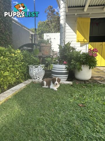 Beautiful Purebred Border Collie Puppies