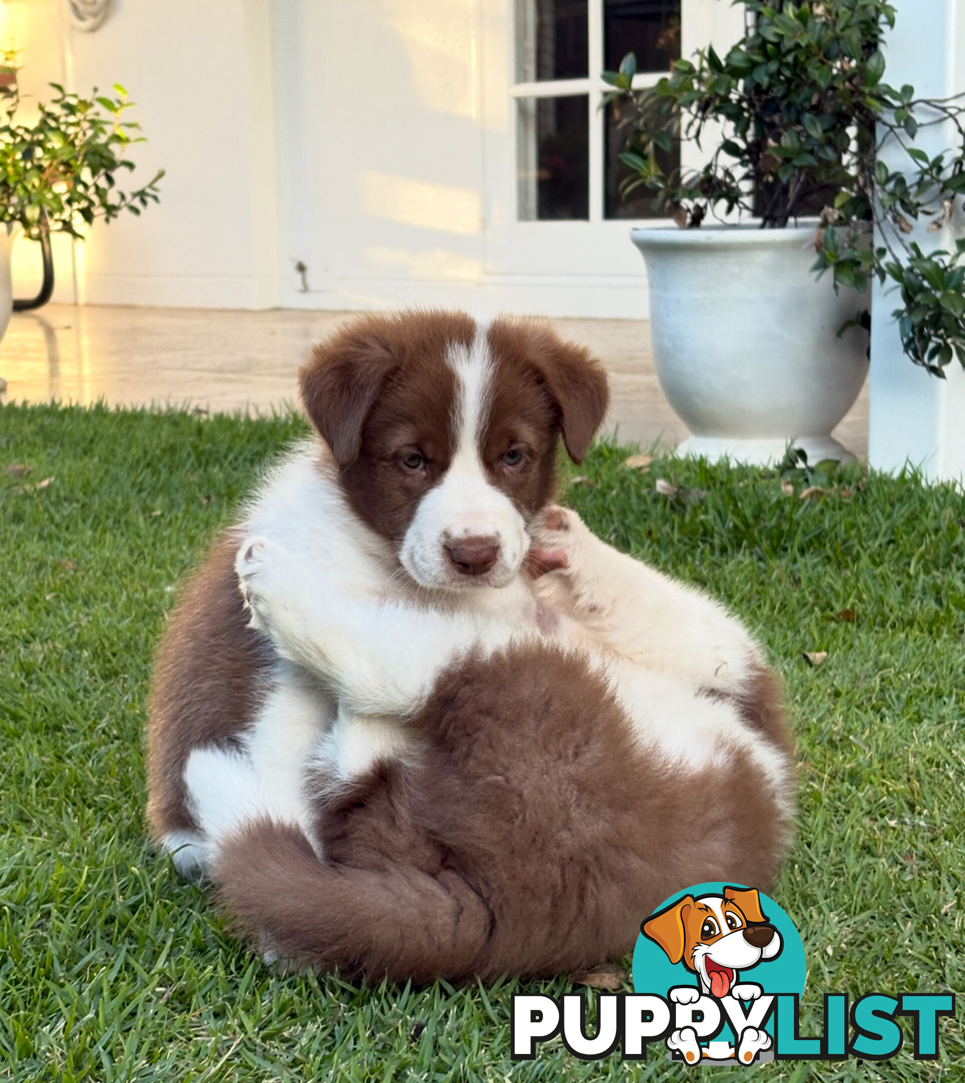 Beautiful Purebred Border Collie Puppies