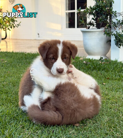 Beautiful Purebred Border Collie Puppies