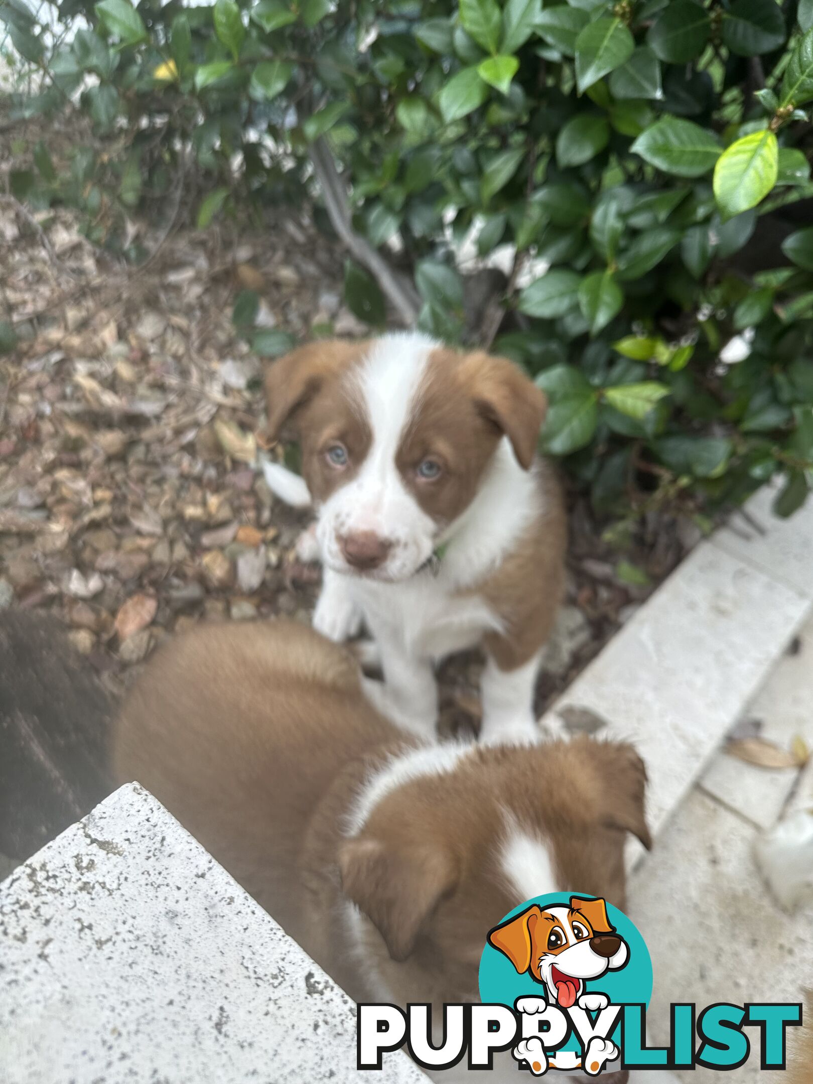 Beautiful Purebred Border Collie Puppies