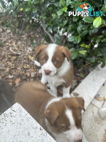 Beautiful Purebred Border Collie Puppies