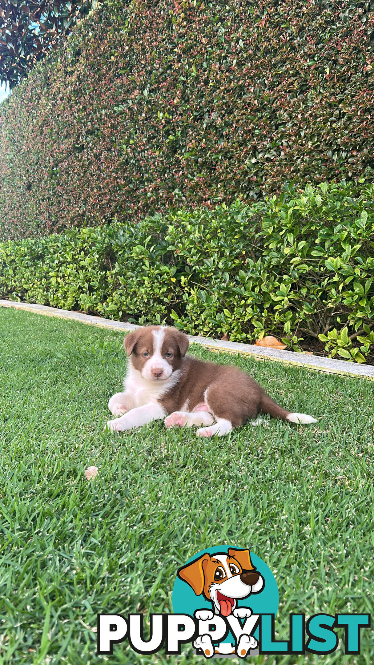 Beautiful Purebred Border Collie Puppies