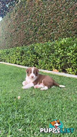 Beautiful Purebred Border Collie Puppies
