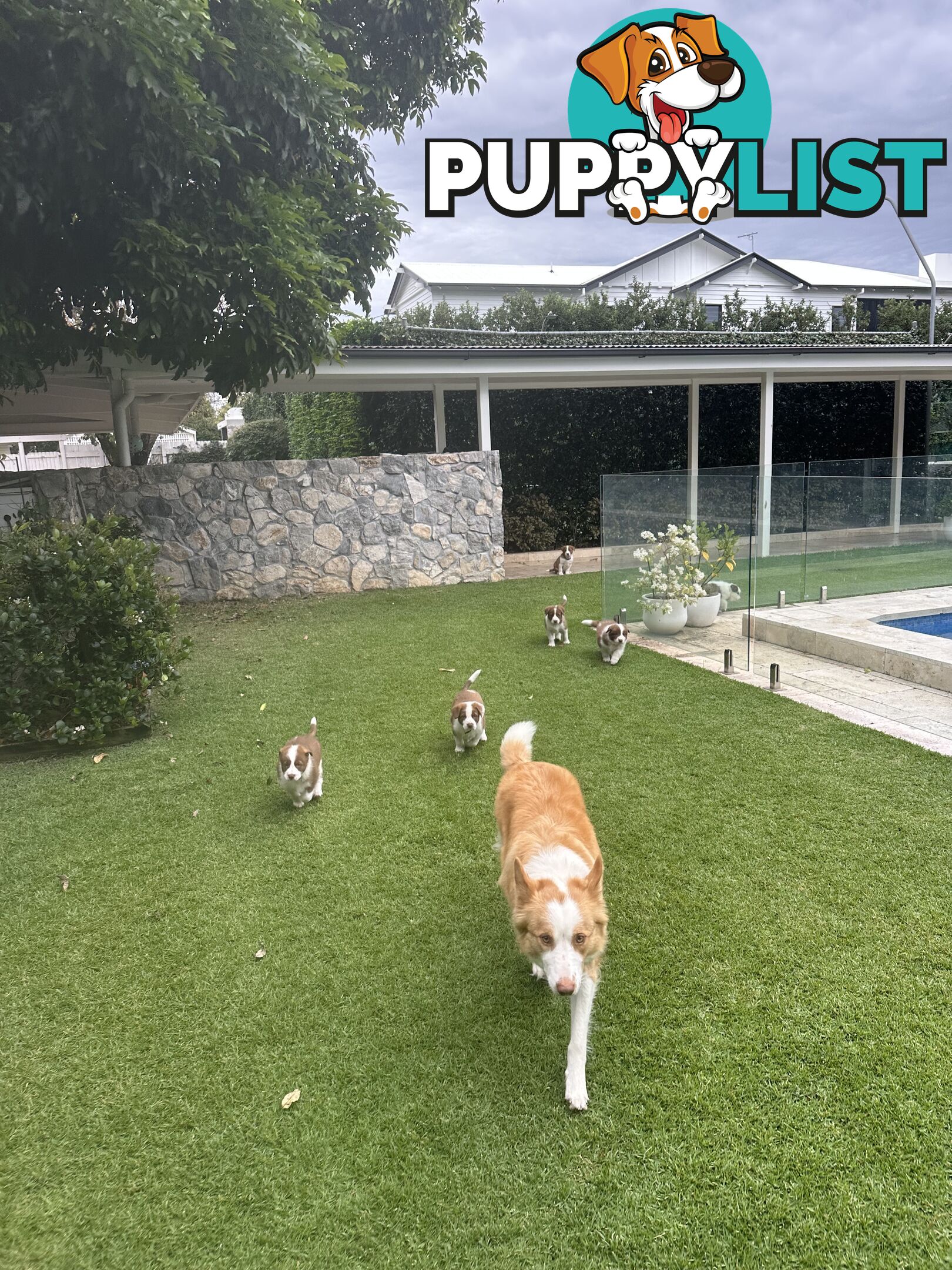 Beautiful Purebred Border Collie Puppies