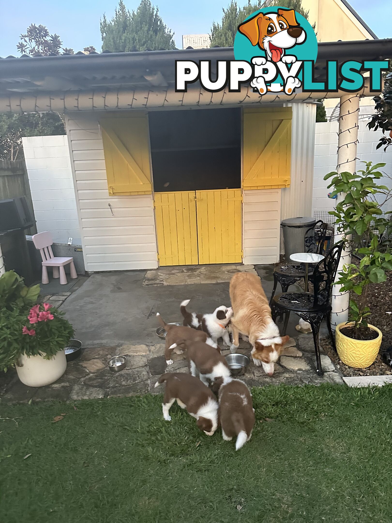 Beautiful Purebred Border Collie Puppies