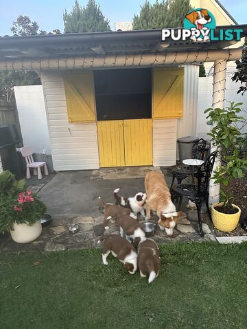 Beautiful Purebred Border Collie Puppies