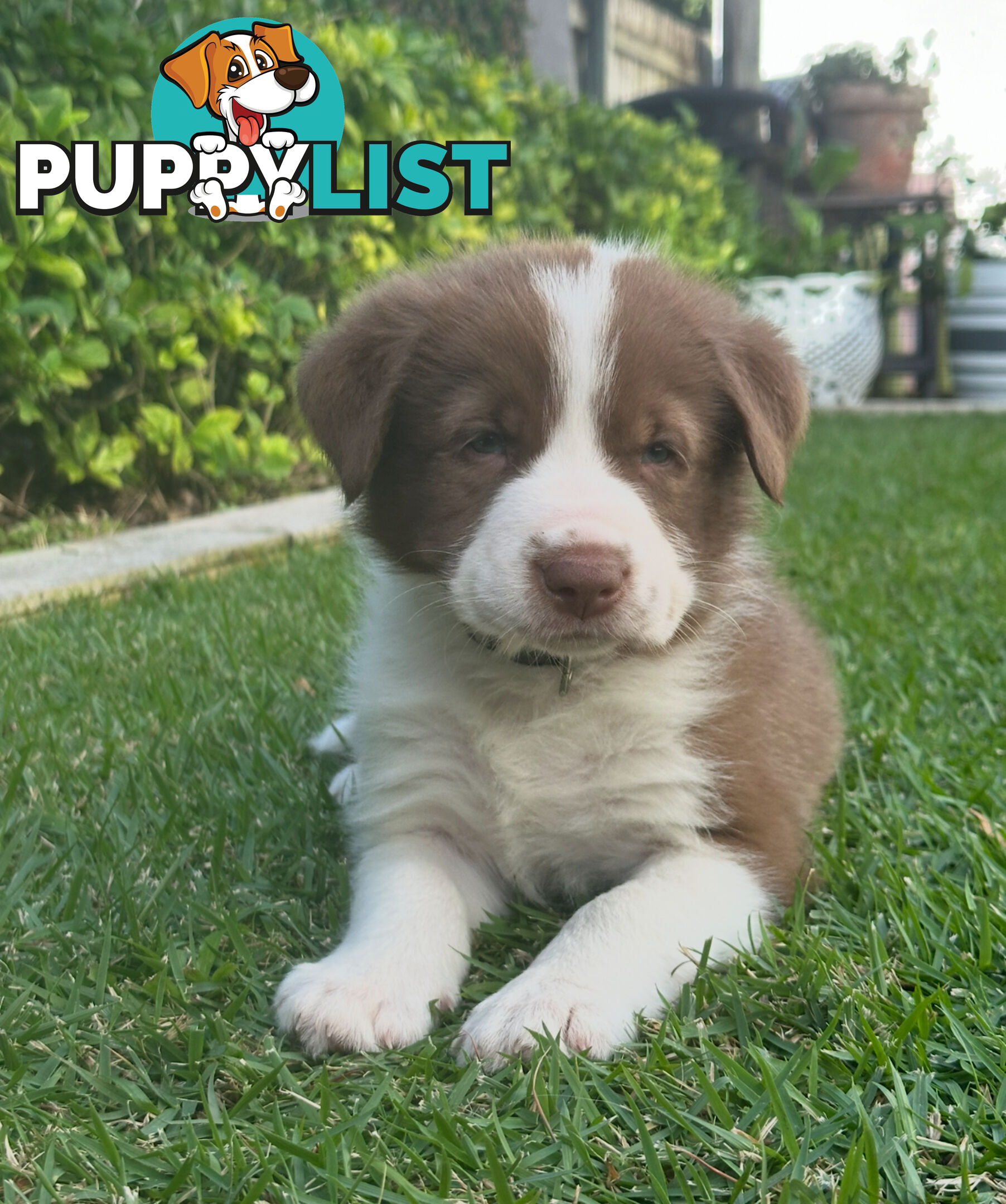 Beautiful Purebred Border Collie Puppies