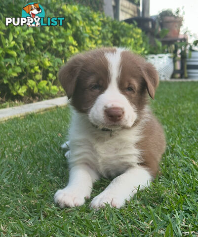 Beautiful Purebred Border Collie Puppies