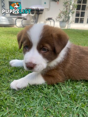 Beautiful Purebred Border Collie Puppies