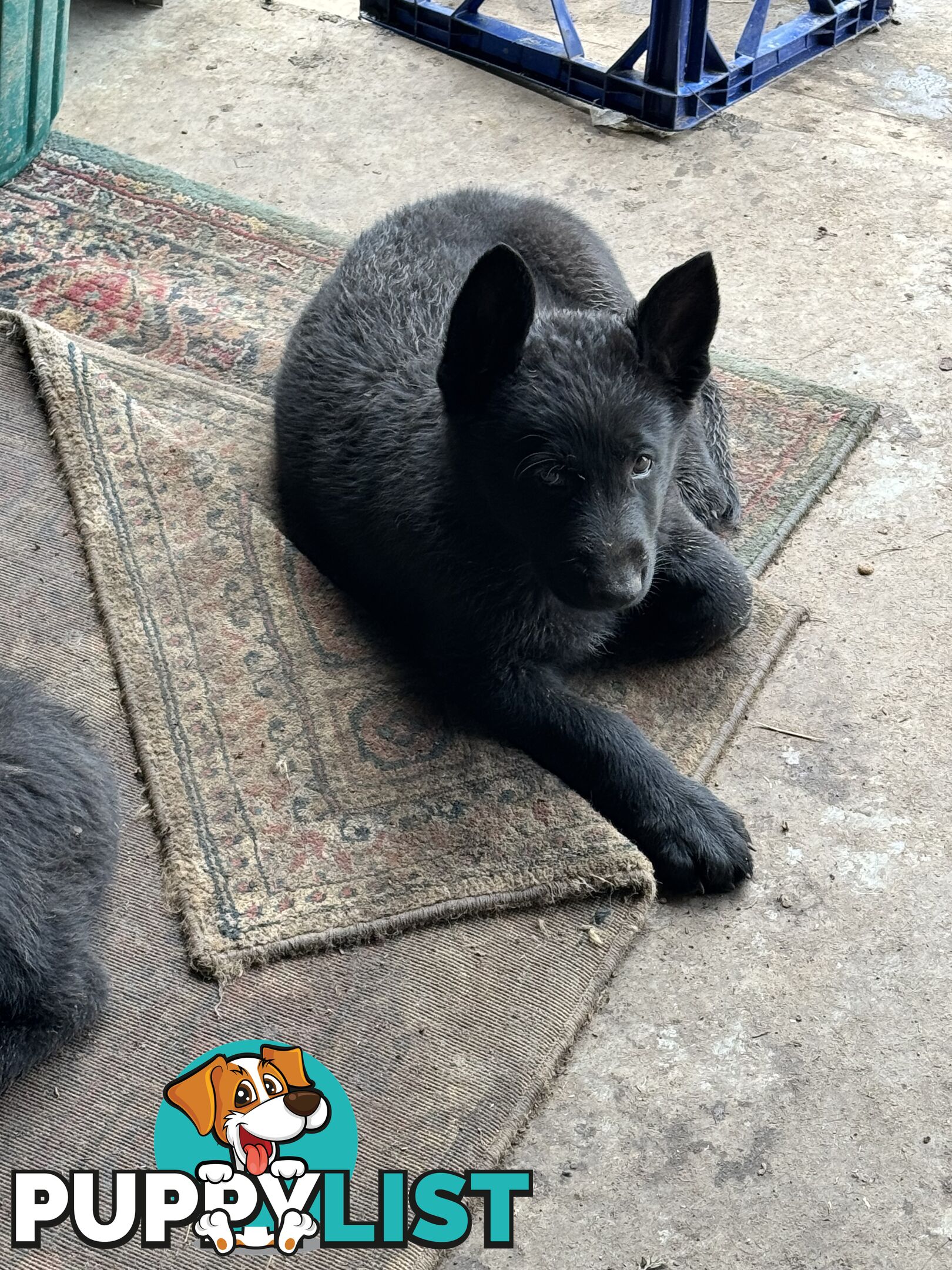 Black pure breed German Shepherd Puppies