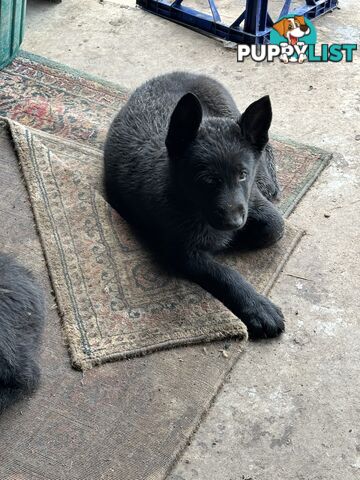 Black pure breed German Shepherd Puppies