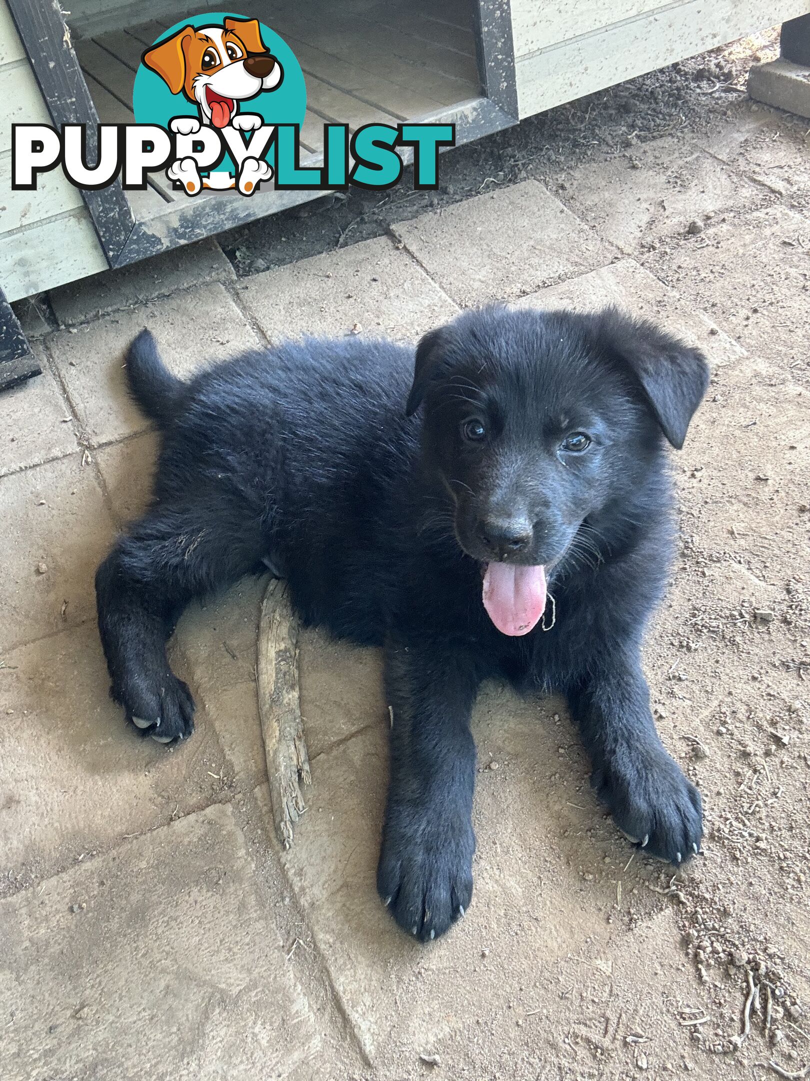 Black pure breed German Shepherd Puppies