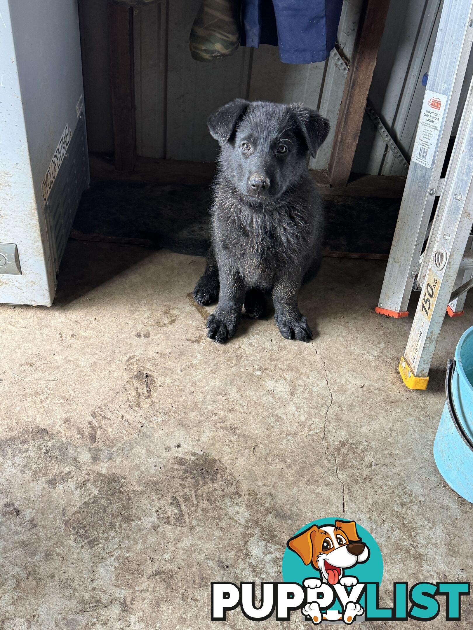 Black pure breed German Shepherd Puppies