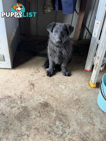 Black pure breed German Shepherd Puppies