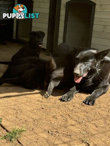 Black pure breed German Shepherd Puppies