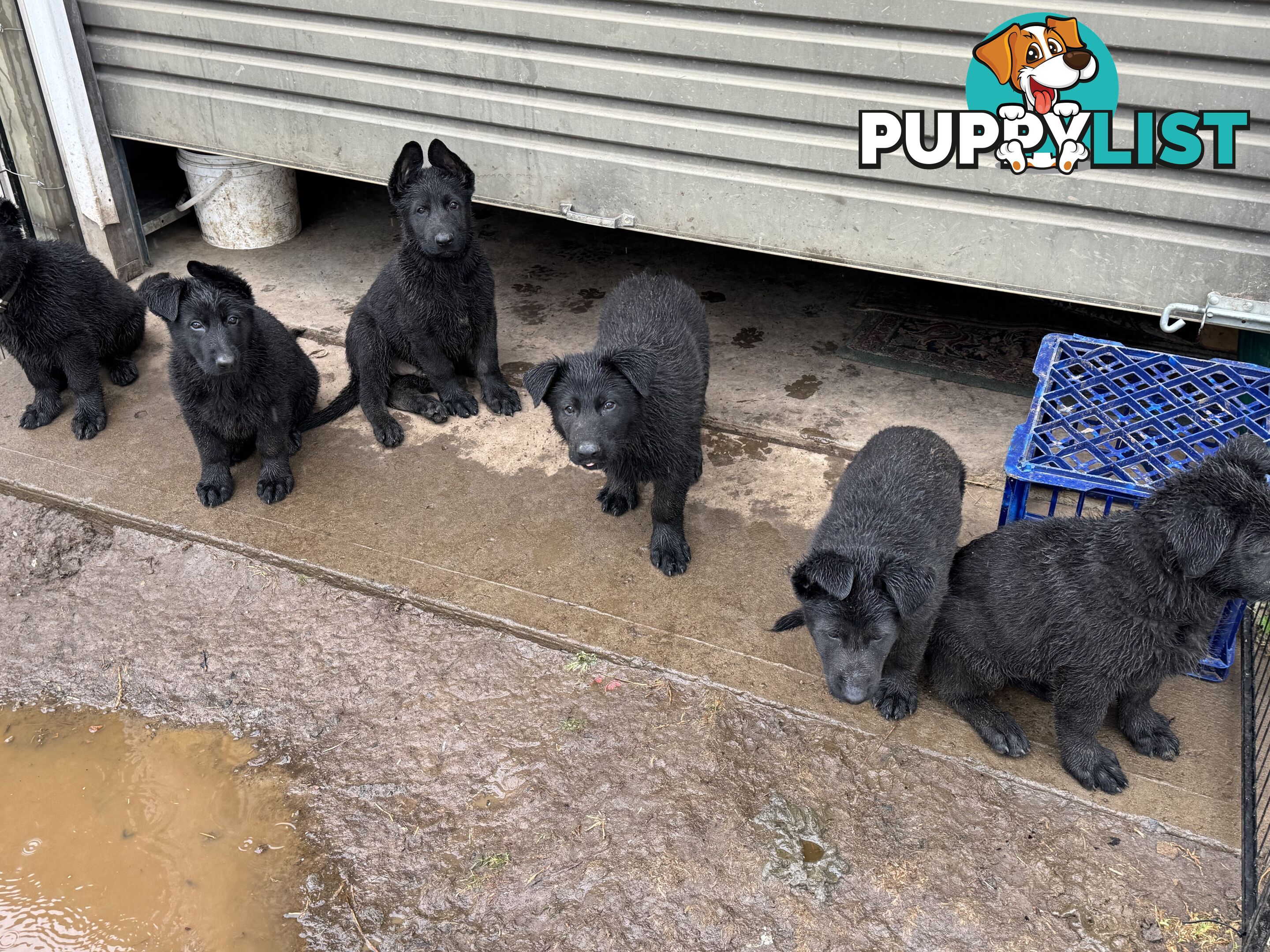 Black pure breed German Shepherd Puppies