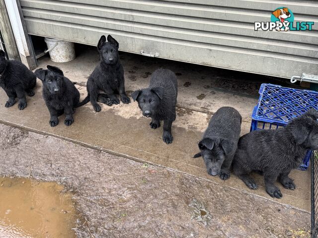 Black pure breed German Shepherd Puppies