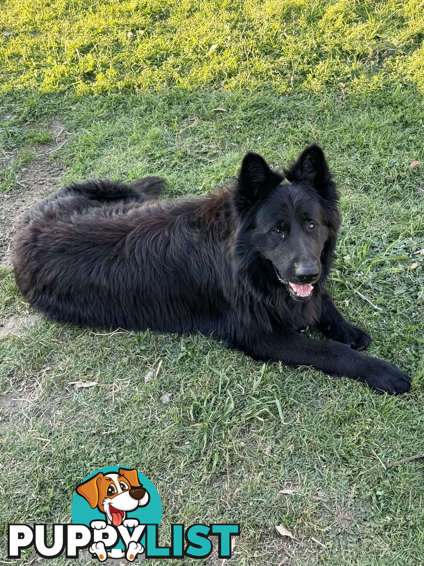 Black pure breed German Shepherd Puppies