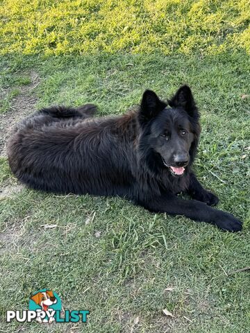 Black pure breed German Shepherd Puppies