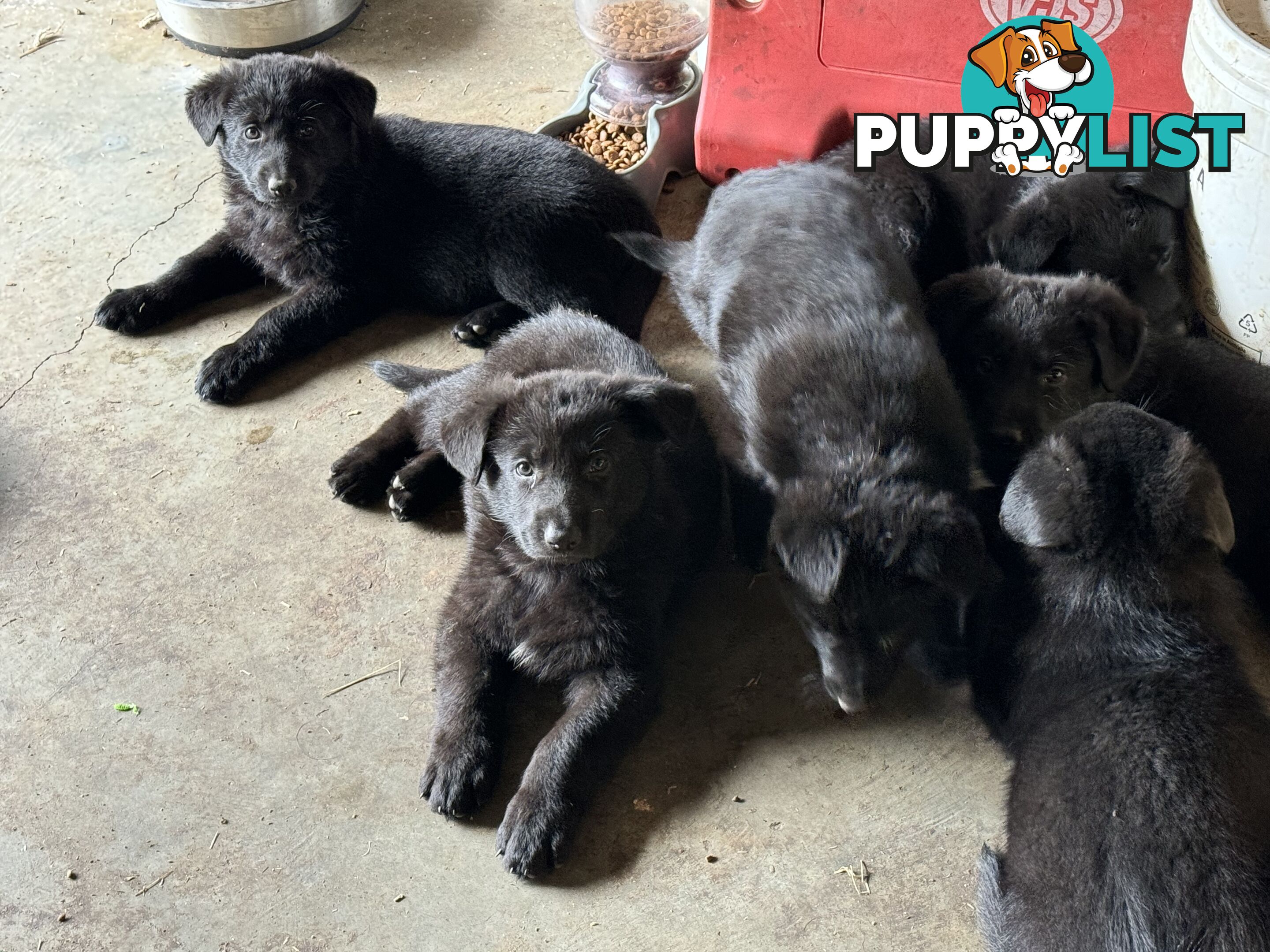 Black pure breed German Shepherd Puppies