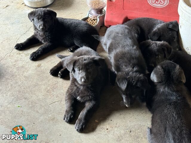 Black pure breed German Shepherd Puppies