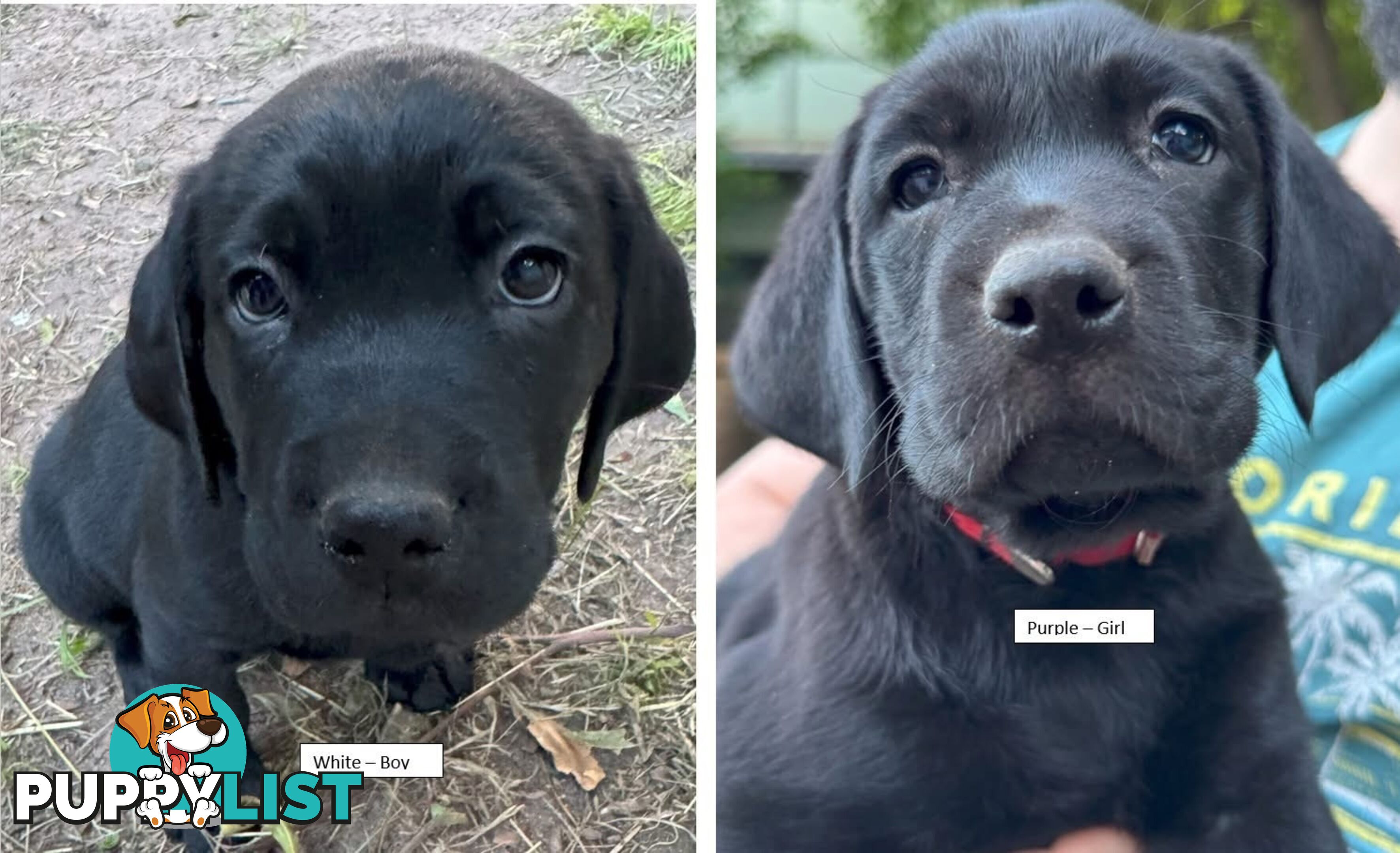 Labrador Puppy For Sale