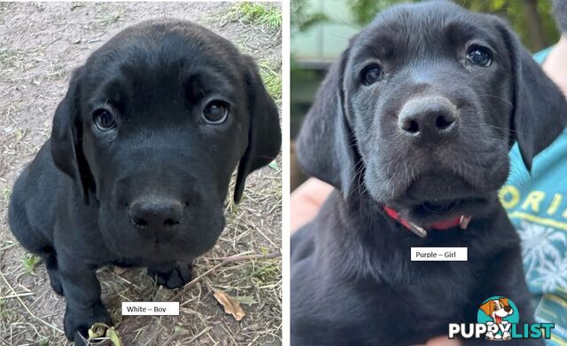 Labrador Puppy For Sale