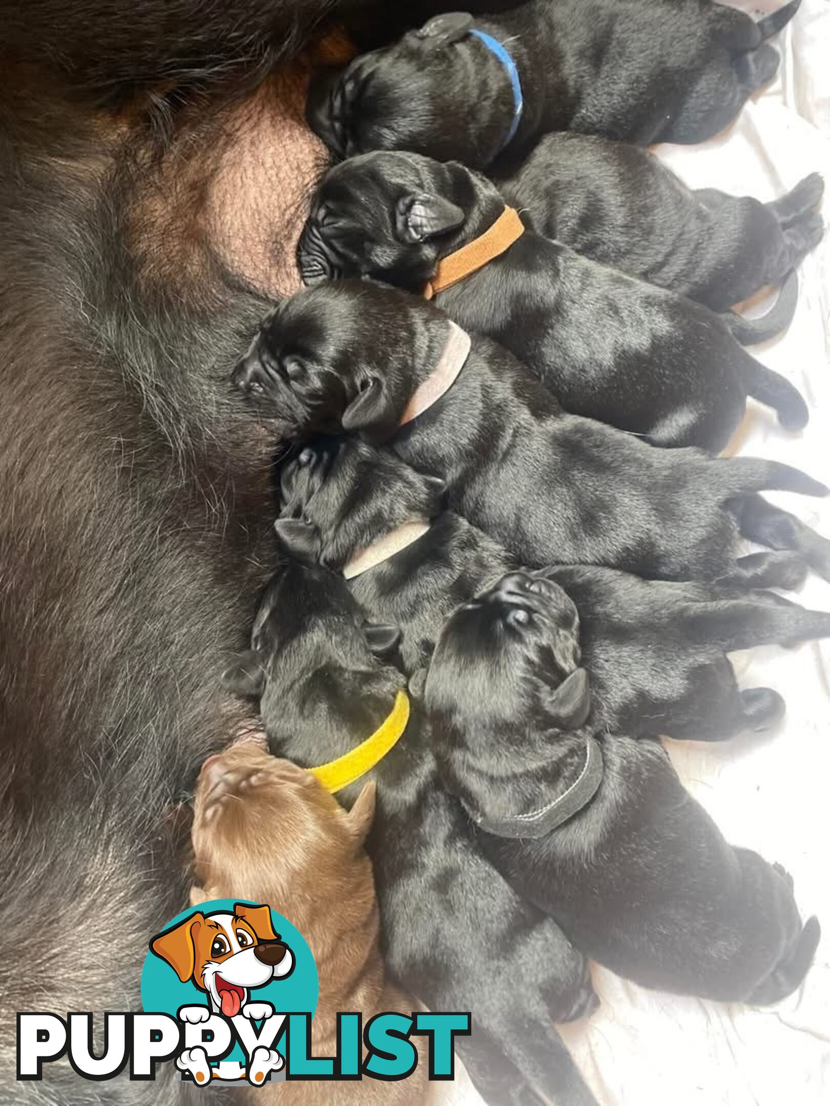 Labrador Puppy For Sale