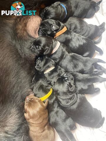 Labrador Puppy For Sale