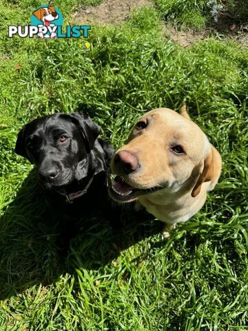 Labrador Puppy For Sale