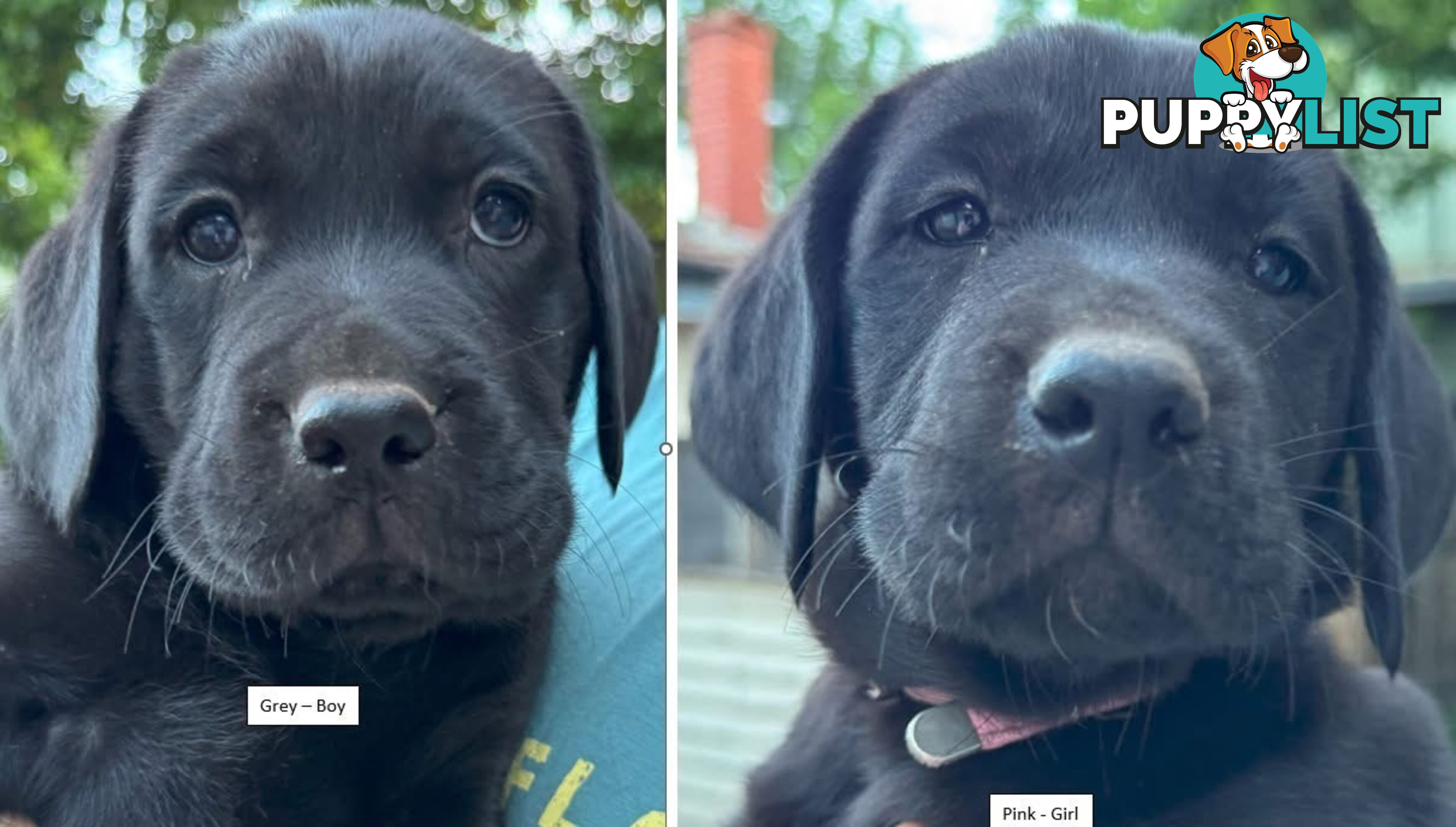 Labrador Puppy For Sale