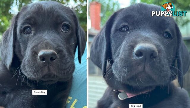 Labrador Puppy For Sale