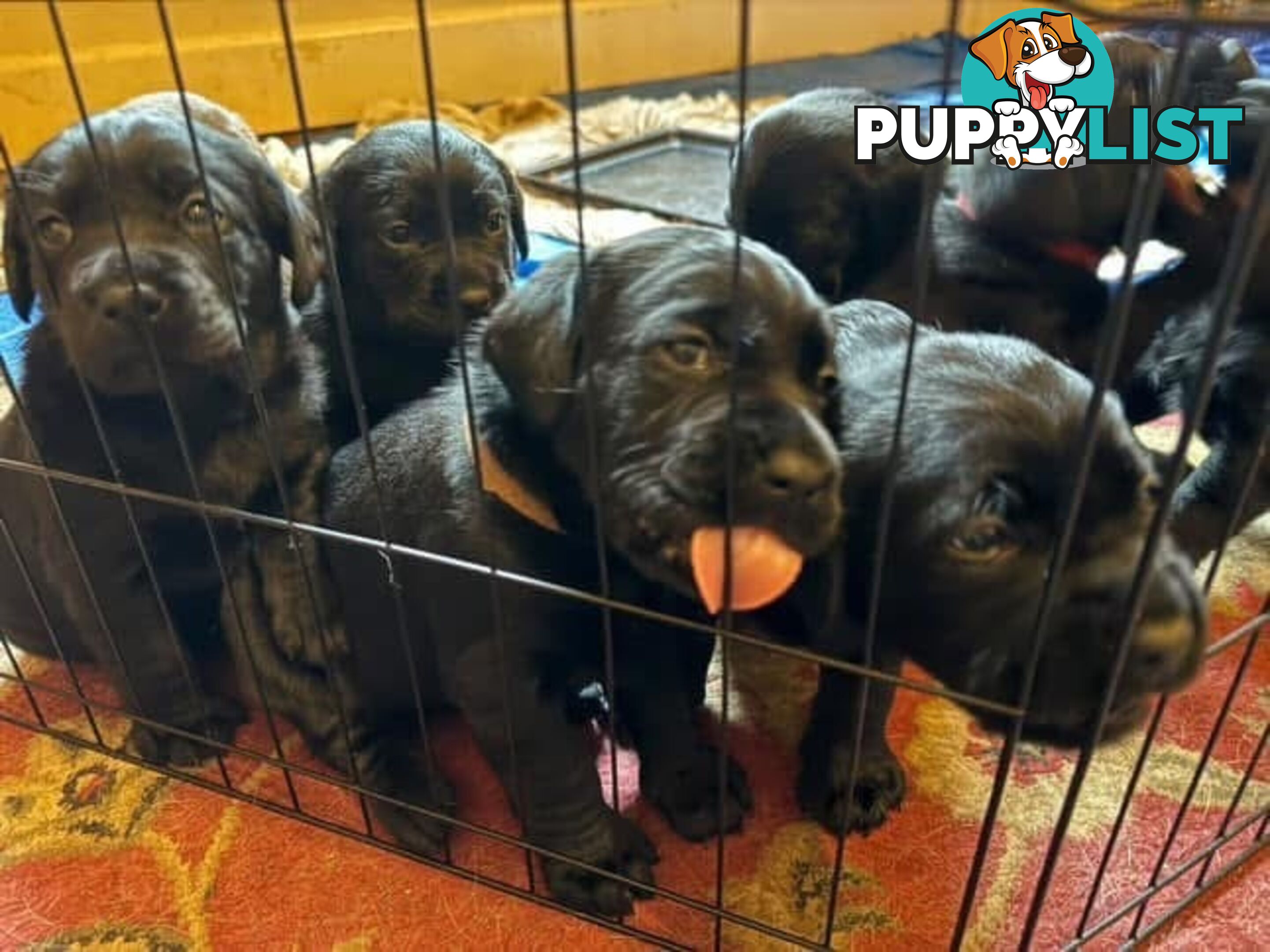 Labrador Puppy For Sale