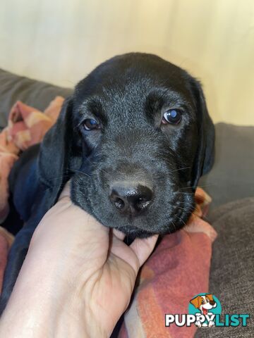 Labrador Puppy For Sale