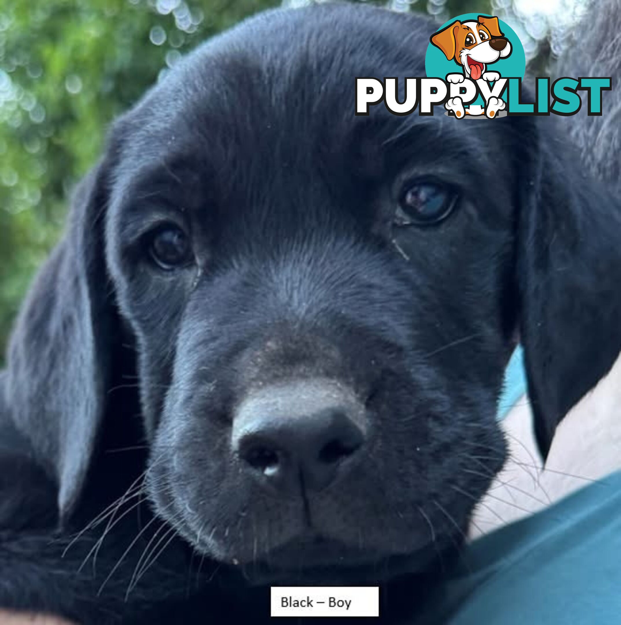 Labrador Puppy For Sale