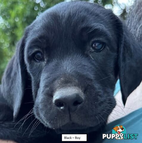 Labrador Puppy For Sale