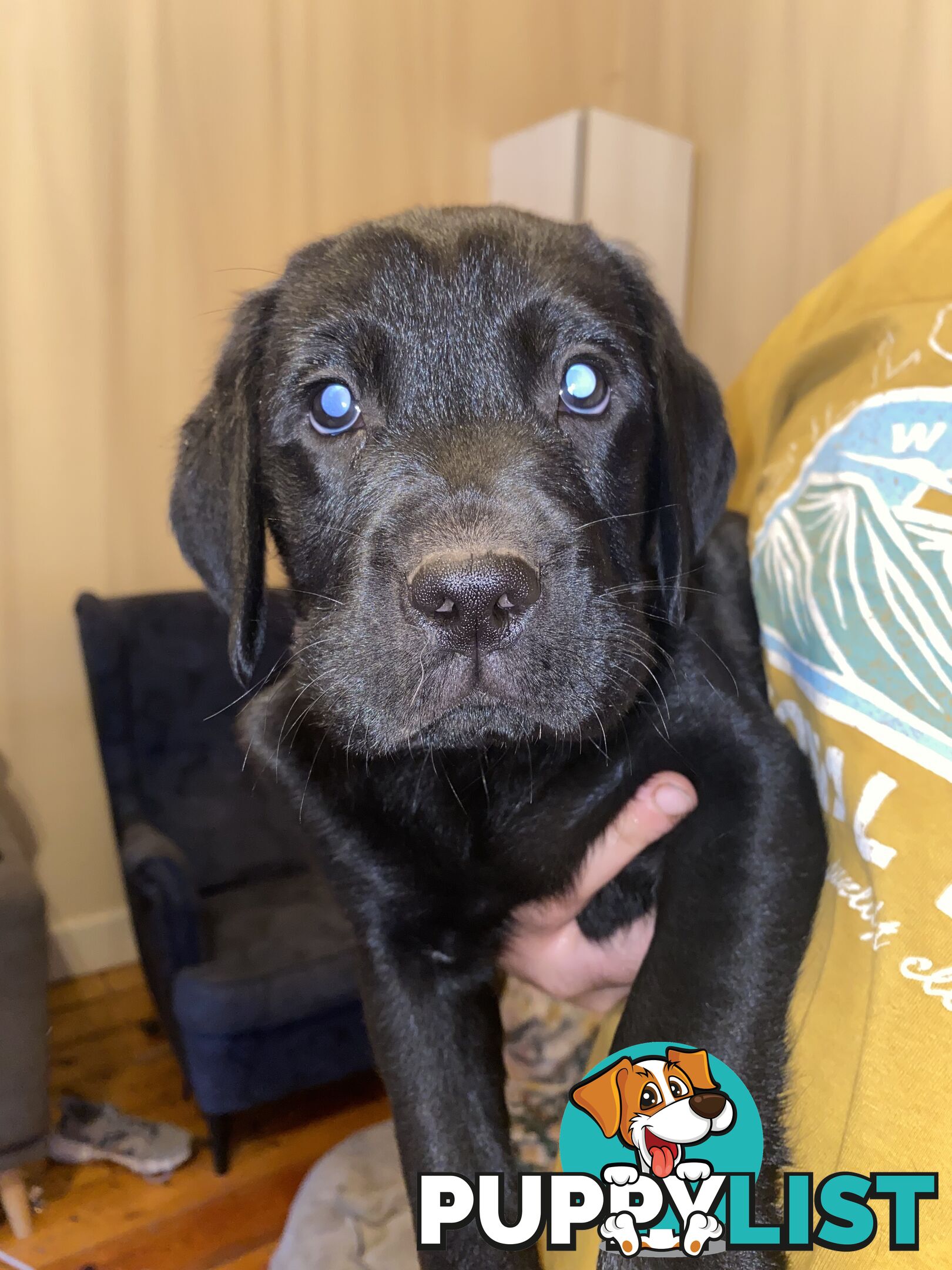 Labrador Puppy For Sale